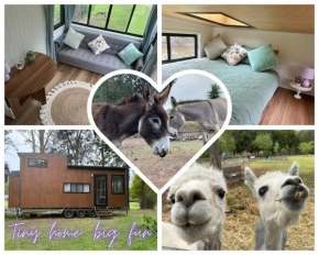 Tiny Home + Donkeys + Alpacas, Tamborine